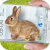 Bunny In Phone Cute jokeֻɰЦİv1.1 °