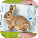 微信养小兔子软件下载Bunny In Phone Cute jokev1.0 安卓版