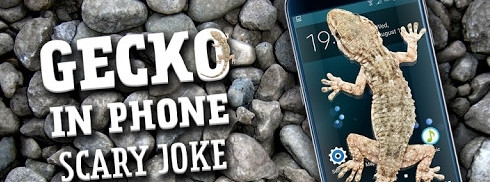 Gecko in Phone Scary joke壁虎在手机上爬APP下载v1.0 免费版