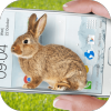 bunny in phone cute jokev1.0 ׿