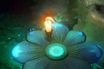 ƽ ޽ʯ