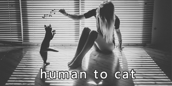 human to cat׿-è