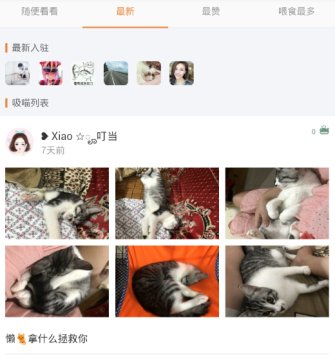 养猫圈 养猫圈