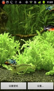 3Dˮ㶯ֽ̬-Piranha 3d aquarium LWPv1.0.9 ׿