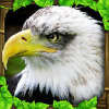 Eagle Simulator(ģӥ)v1.0 ׿