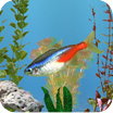 aniPet Freshwater Aquarium (free) Live Wallpaper