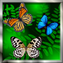 Butterfly Live Wallpaper̬v1.1 ׿