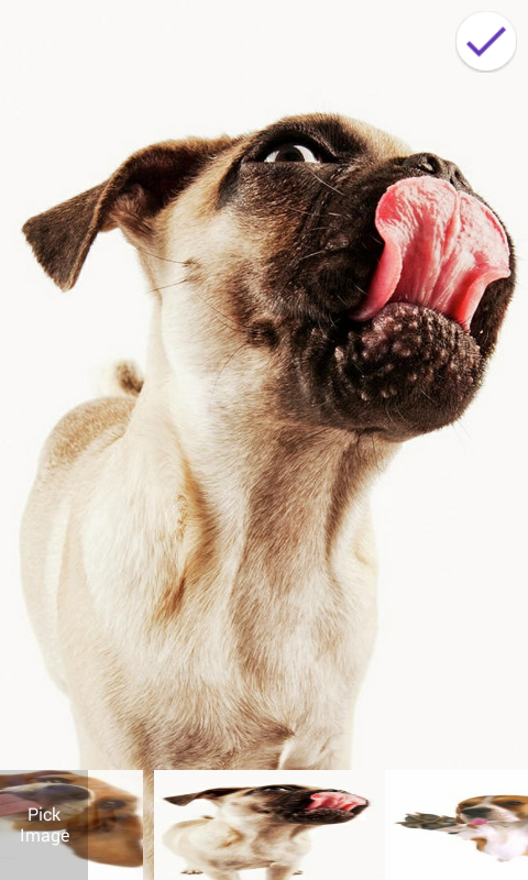 Dog Licks Lock Screenֽv2.0 ׿