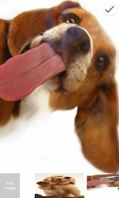 Dog Licks Lock Screenֽv2.0 ׿