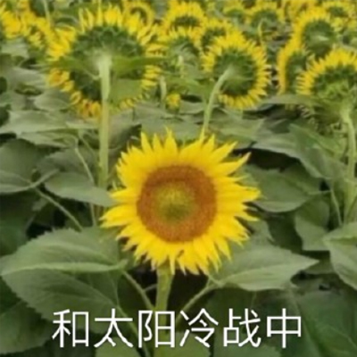 她是不是和太阳吵架了表情包 向日葵背对太阳生气表情包带字