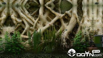 鱼缸模拟器中文版 鱼缸模拟器中文版