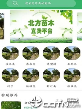 苗木直卖 苗木直卖