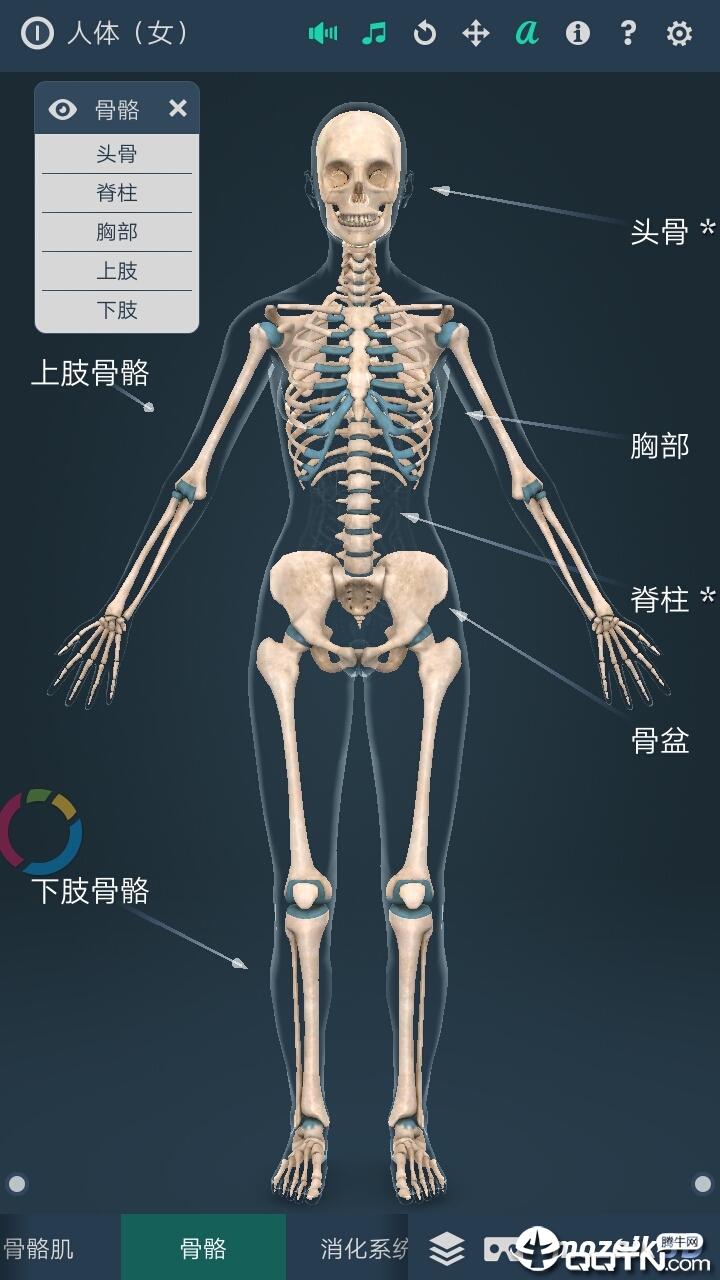 Human body (female)Ův1.0 ׿