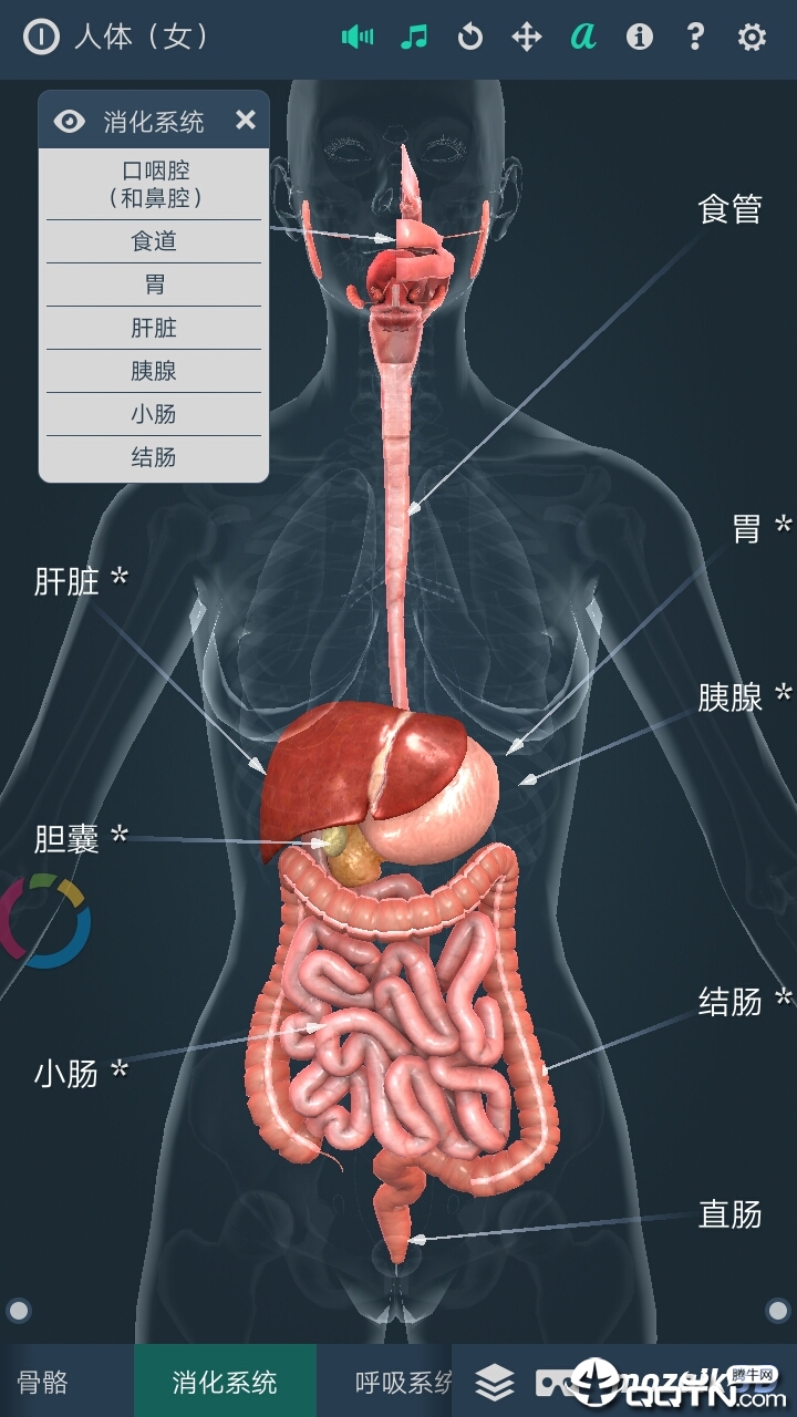 Human body (female)Ův1.0 ׿