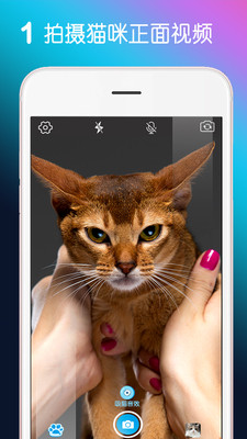 MiaowTalk appv1.5.6 °