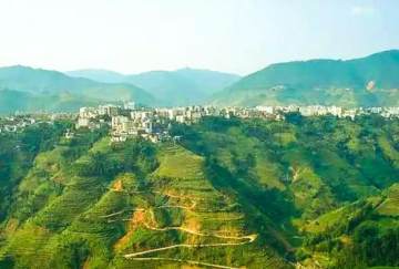 LC绿色春天 LC绿色春天