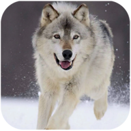 Wolf Dog Simulator(哈士奇模拟器)v1.0.5 安卓版