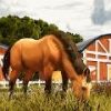 Horse Racing Game()v0.1 ׿