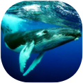 鲸鱼潜水模拟器The Humpback Whalesv1.0.1 安卓版