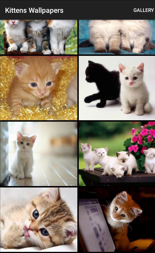 Kittens Wallpapers appv1.0 ׿