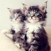 Kittens Wallpapers appv1.0 ׿