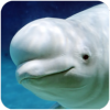 ׾ģϷ(The Beluga Whale)