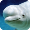 ׾ģϷ(The Beluga Whale)v1.0.1 ׿