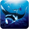 ģ(The Manta rays)