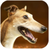 ʨģGreyhound Dog Simulator