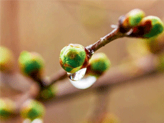 二十四节气雨水的早安说说 2021雨水节气发朋友圈的祝福语