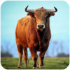 The Bull(һͷţİ)v1.0.4 ׿
