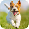 Parsons Dog Simulator(ɭ˹Ȯģ)v1.0.8 ׿