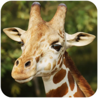 ¹ģThe Giraffev1.0.9 ׿