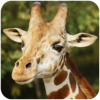 ¹ģThe Giraffev1.0.9 ׿