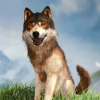 Ұģ3DWild Wolf Simulator 3Dv1.3 ׿