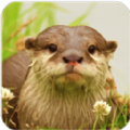 ˮ̡ģThe Otterv1.0.6 ׿