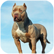 ţȮģPitbull Dog Simulatorv1.0.6 ׿