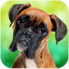 ȭʦȮģBoxer Dog Simulatorv1.1.2 ׿