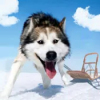 ˹ѩģAlaskan Malamute Simulatorv1.0.5 ׿