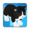 Сè¥(Kitten Infinite Stair)v1.4 ׿