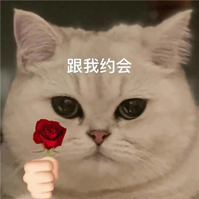 猫猫送花超萌超可爱表情大全 全网都很火很热门的表情精选