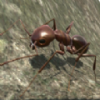 3dģ(Ant Simulation 3D)v3.3.4 ׿