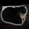 ҹ׷ģ(Night Maxwell Cat Simulator)