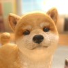 빷ͬ(withMyDOG)