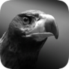 ӥ֮(Eagle Hunting Journey)v0.1193 ׿