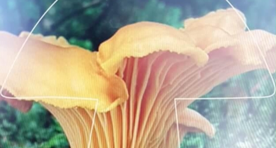 Mushrooms app