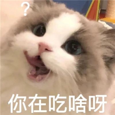 呆萌猫咪微信表情很火热 一定要存上的软萌猫咪表情