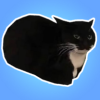 ˹Τè(MaxwellTheCat)