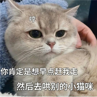 可爱猫咪微信情侣聊天表情 情侣必备的好笑又好用的表情