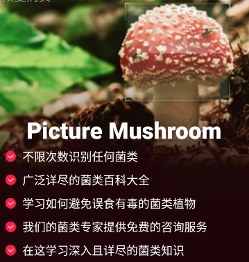 Picture MushroomĢʶɨһɨ